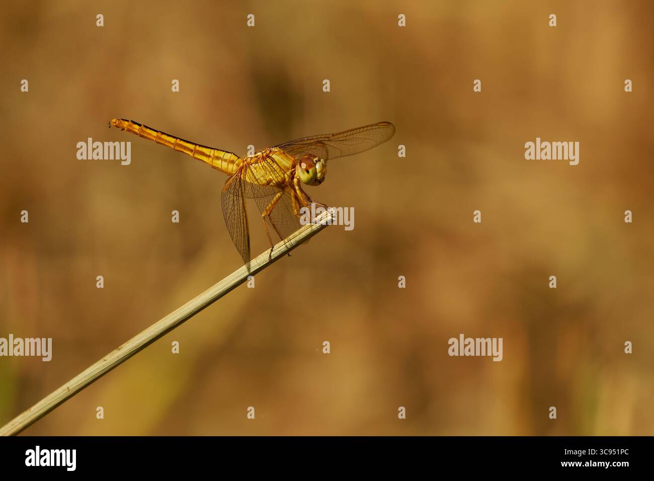 Schimmer Scarlet o palude ruddy o schimmer orientale Crocothemis servilia libellulidae, originaria dell'Asia orientale e sud-orientale, introdotta a Ja Foto Stock