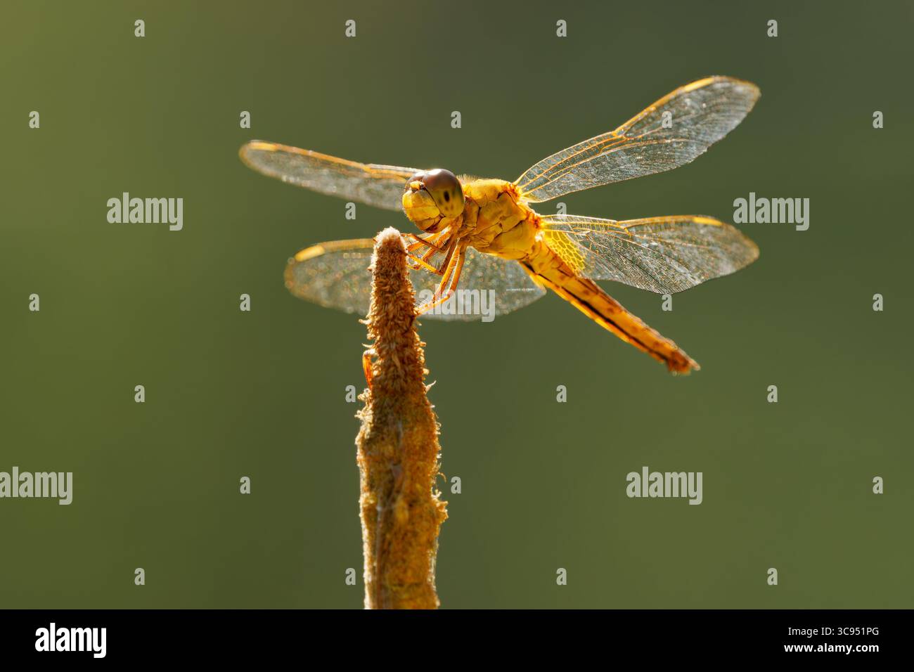 Schimmer Scarlet o palude ruddy o schimmer orientale Crocothemis servilia libellulidae, originaria dell'Asia orientale e sud-orientale, introdotta a Ja Foto Stock