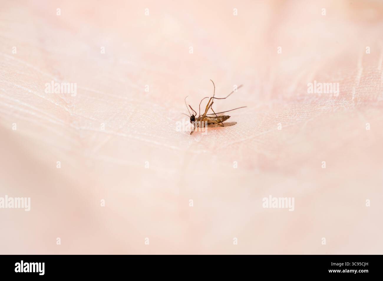 Morti uccisi zanzara nella vista ravvicinata della mano Foto Stock