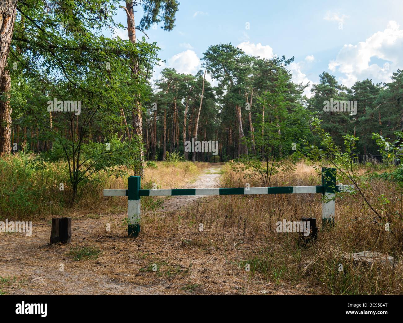 Barriera in legno sul sentiero per la pineta. Foto Stock