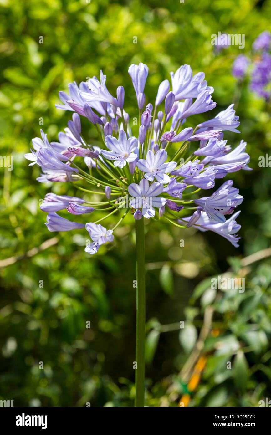 Giglio africano o Agapanthus praecox in fiore Foto Stock
