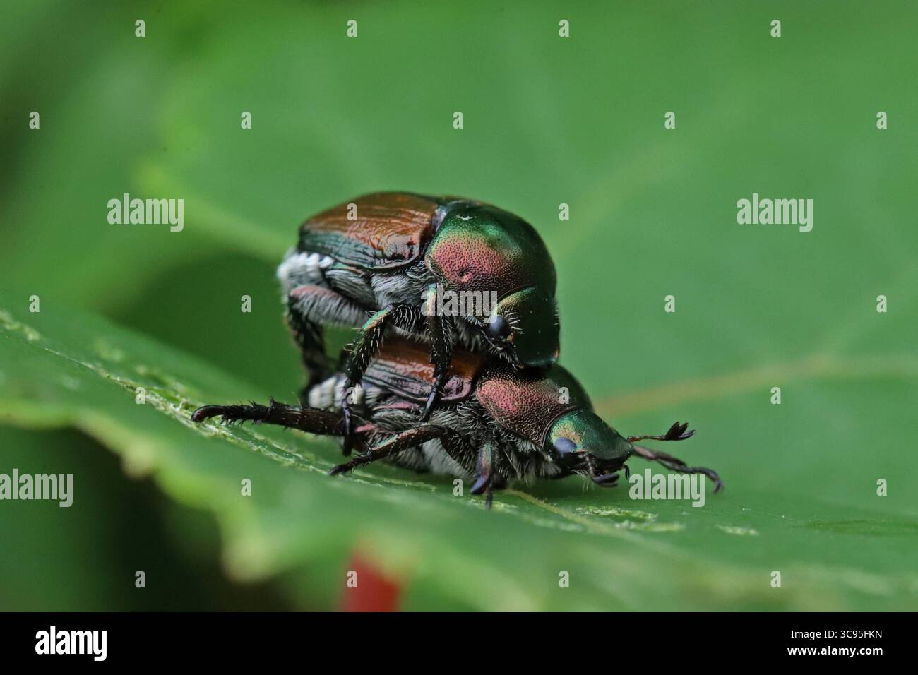 Beetle giapponese durante il periodo di accoppiamento due coleotteri giapponesi si accoppiano su una foglia in un parco in Canada durante il periodo di accoppiamento nella stagione estiva. Il coleottero giapponese noto come Popillia japonica è considerato un parassita invasivo che causa danni significativi a colture, giardini e alberi in Canada. Questo insetto si è affermato principalmente in Ontario, Quebec e nelle province marittime. Il 31 luglio 2025 a Montreal, Canada. Montreal Quebec Canada Copyright: XHoracioxZamoraxRiosx Foto Stock