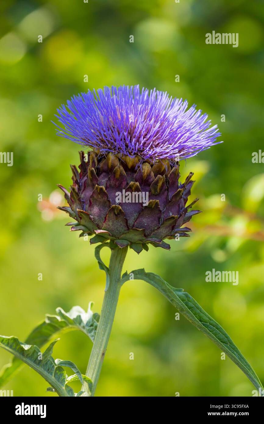 Carciofo selvatico in fiore, Cynara cardunculus Foto Stock