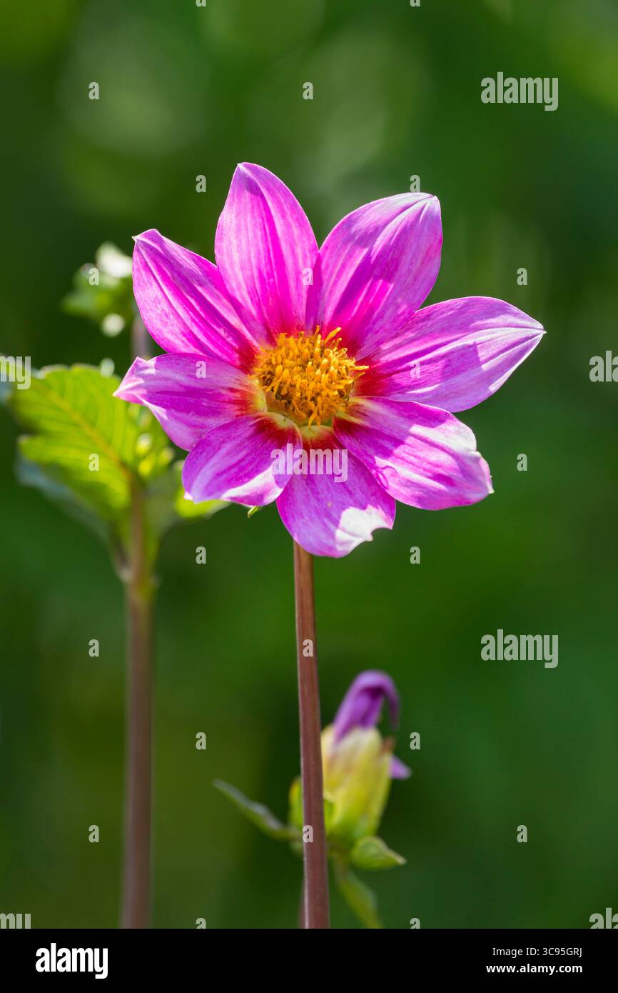 Fiore Dahlia monopetalo, rosa con centro giallo Foto Stock