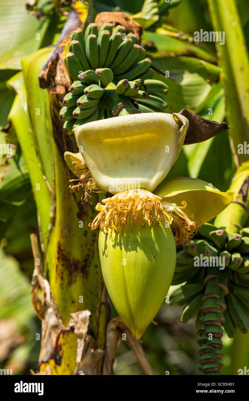 Fiori di banana e frutta sull'albero Foto Stock