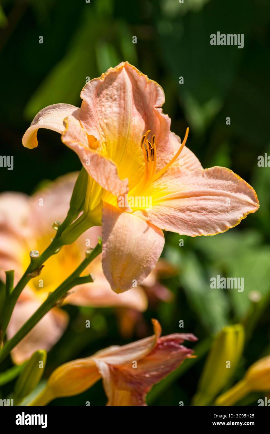 Albicocca colorata in fiore - Hemerocallis - Foto Stock