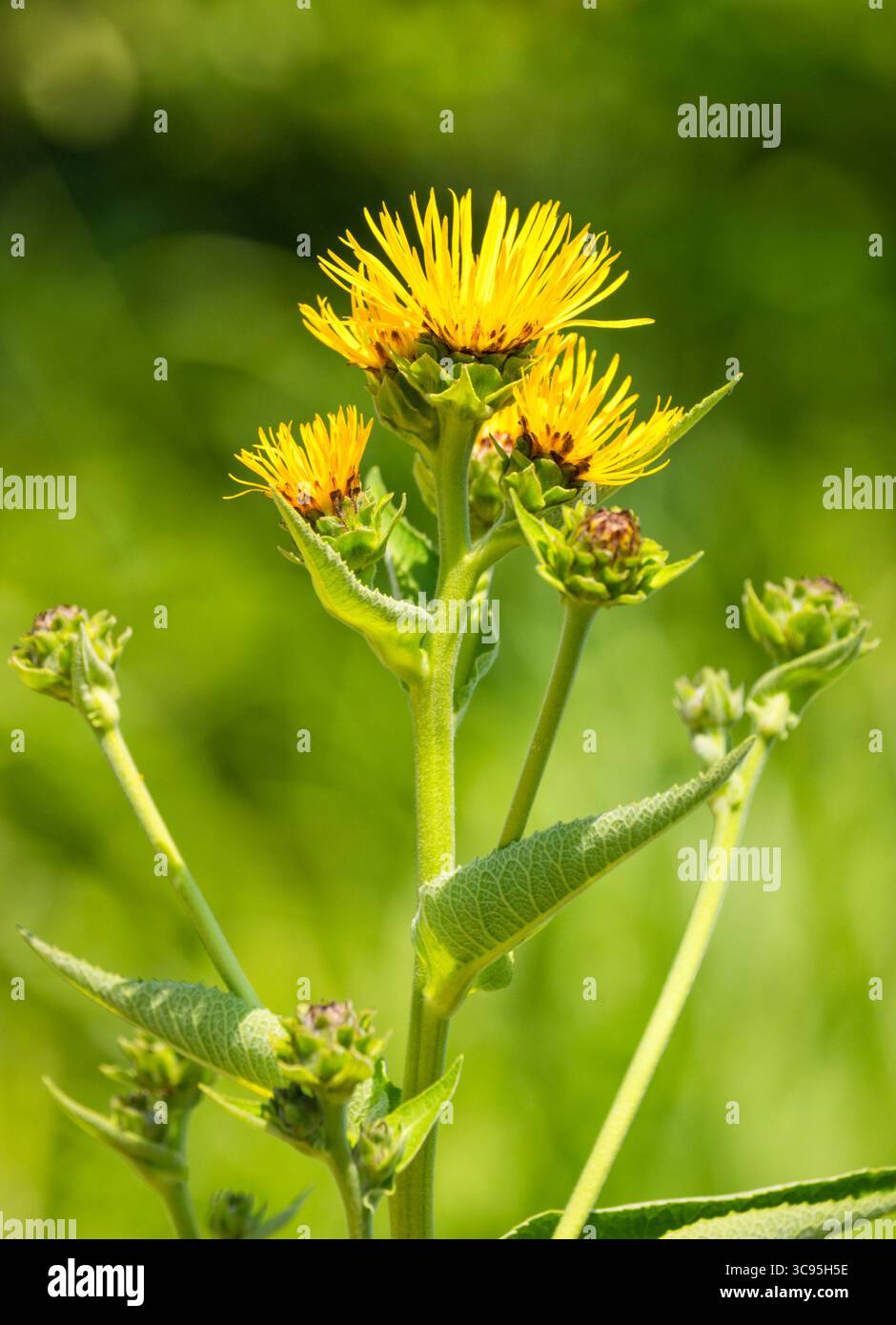 Hrrse-heal, elecampane o Inula helenium in fiore Foto Stock