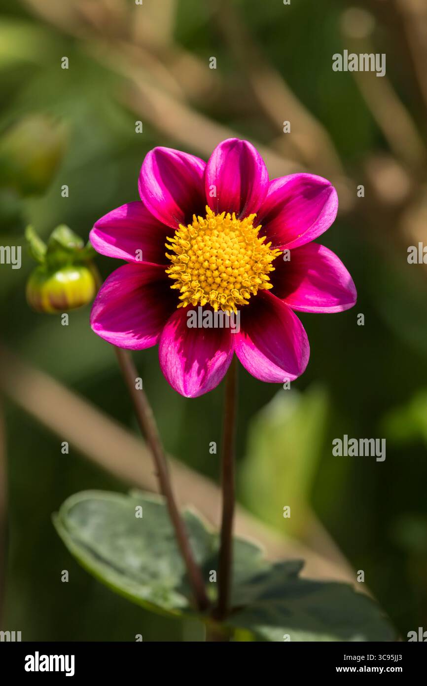 Vivace fiore Dahlia «Fabula» a petalo singolo di colore viola e giallo Foto Stock Vivace fiore Dahlia «Fabula» a petalo singolo di colore viola e giallo Foto Stock