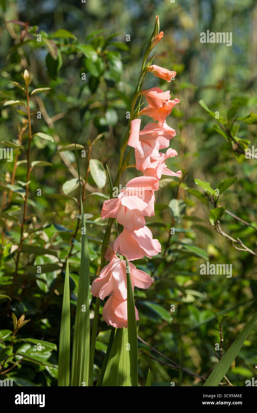 Gladiolus rosa pastello o fiore di giglio della spada Foto Stock