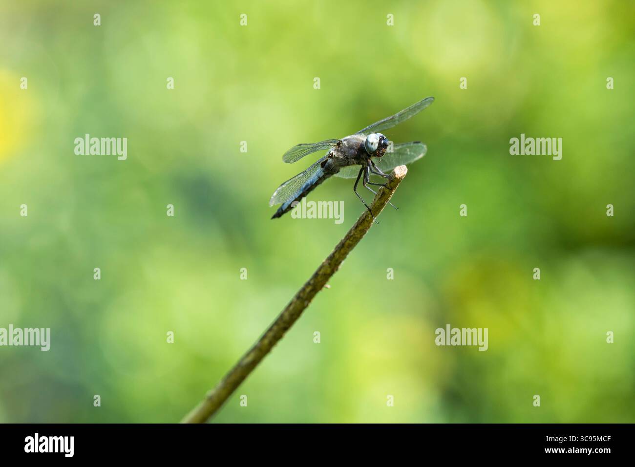 Un uomo scarso Chaser o Libellula fulva dragonfly sulla punta di una cannuccia Foto Stock
