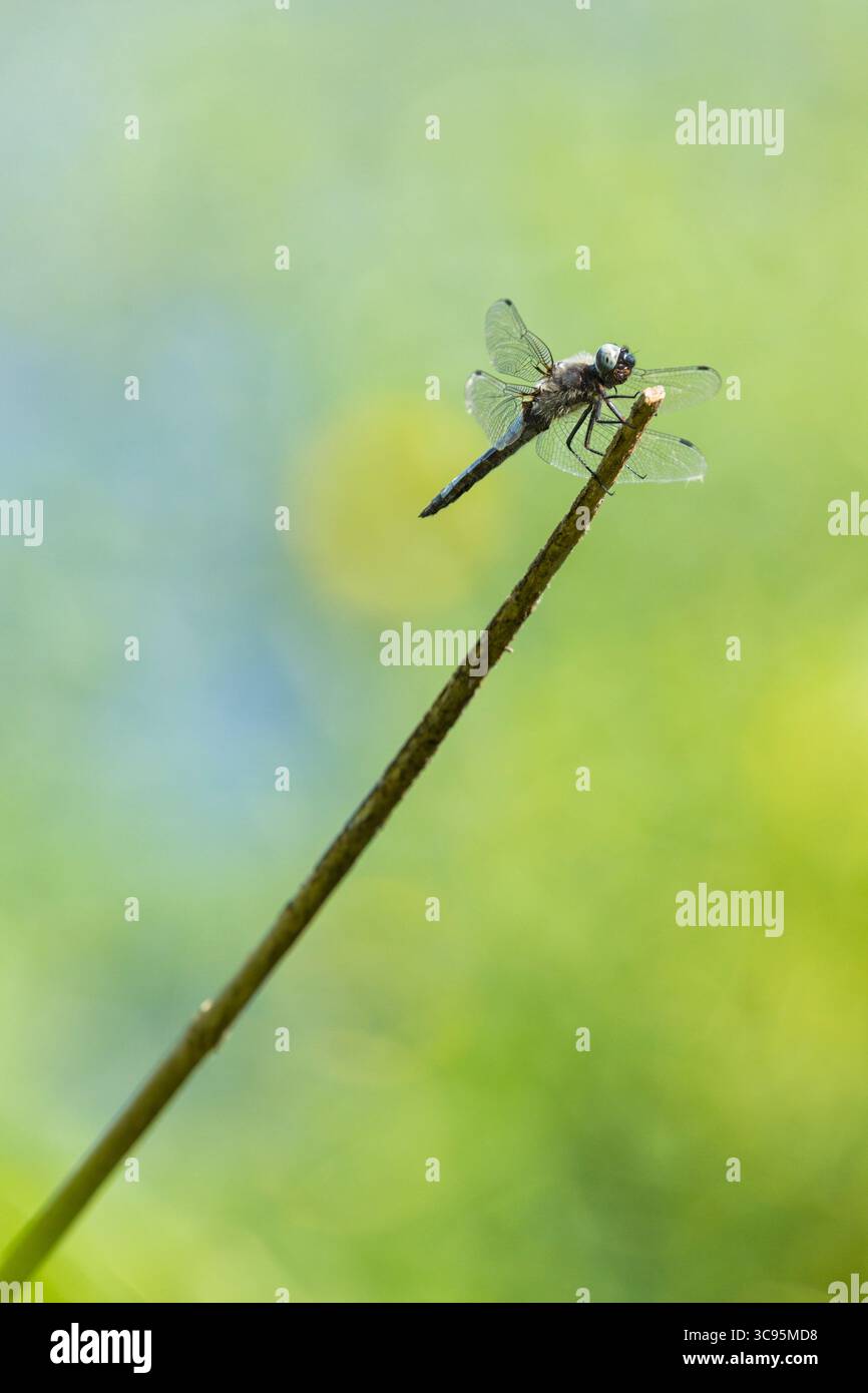 Un uomo scarso Chaser o Libellula fulva dragonfly sulla punta di una cannuccia Foto Stock