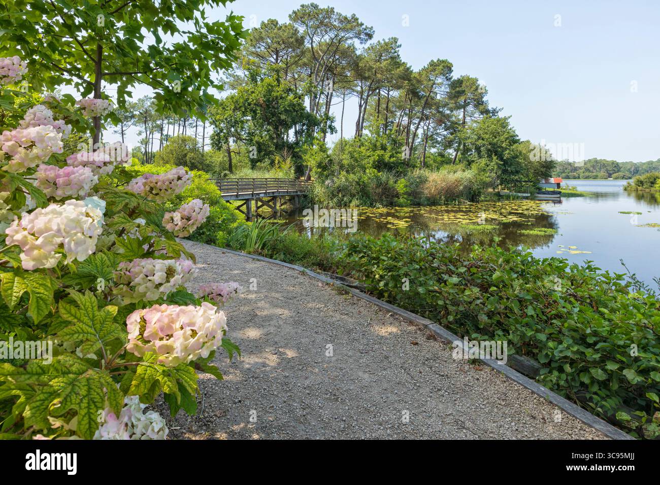 Vista dalla Promenade Fleurie a Mimizan a Étang d'Aureilhan. Arbusto di Hydrangea in primo piano. Foto Stock