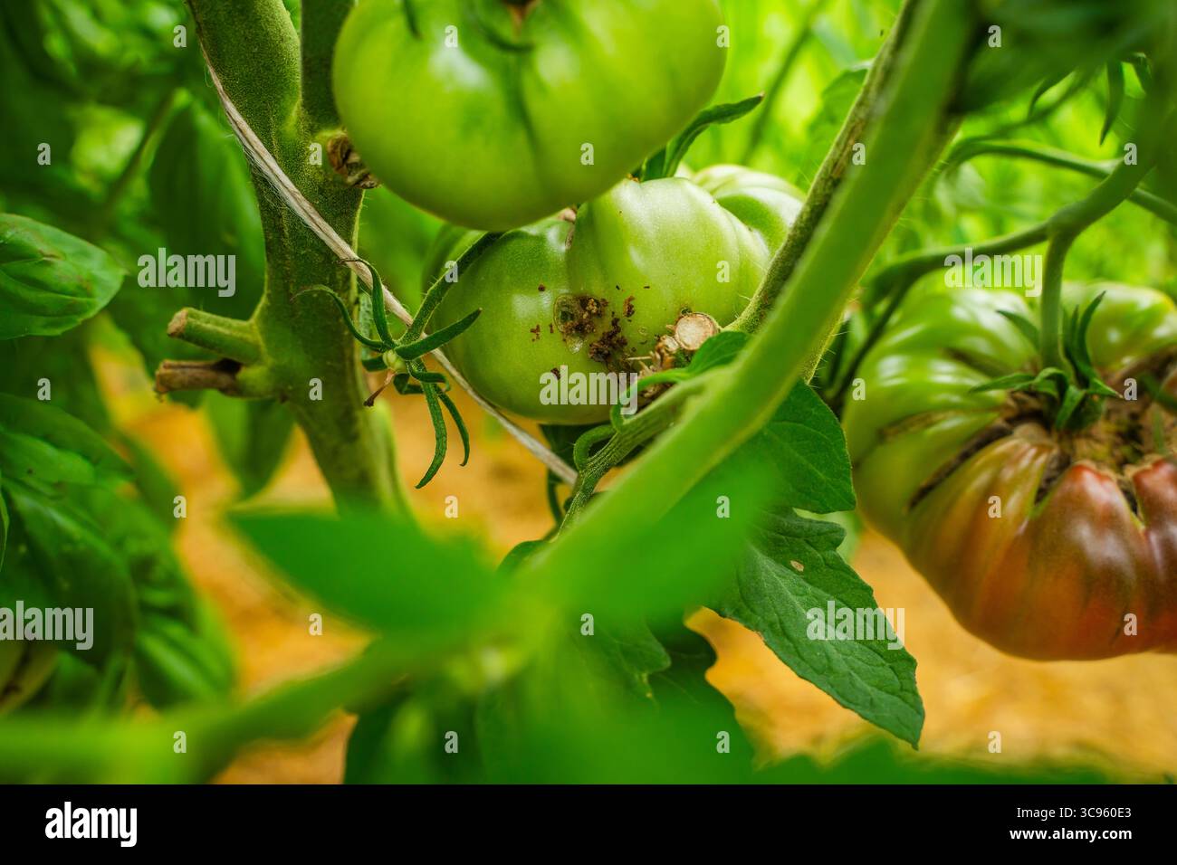 Tracce di attività di caterpillar sui pomodori nelle serre. I parassiti mangiano le colture di pomodoro. Foto Stock