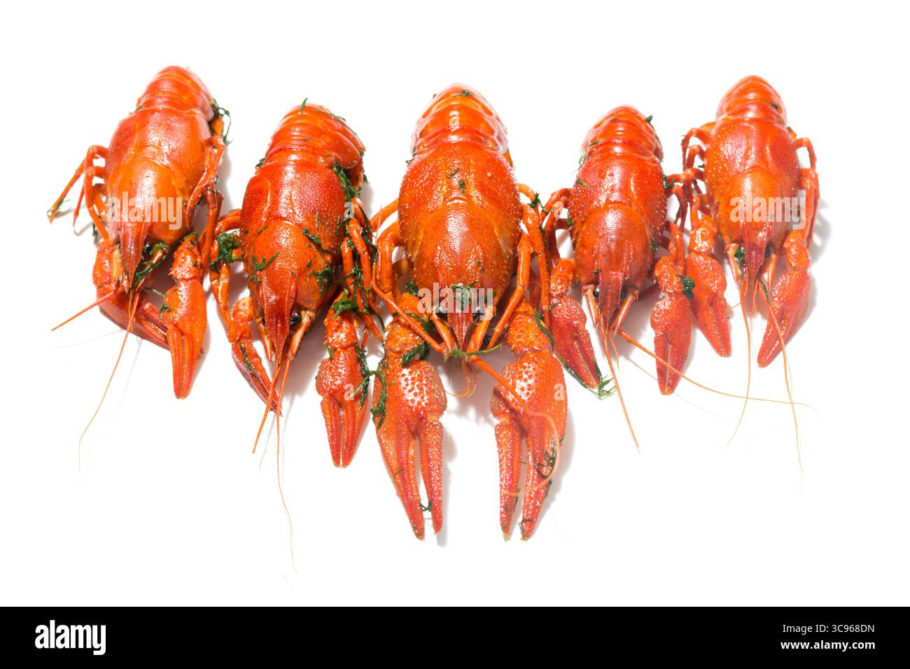 Gamberi rossi appena bolliti in fila con erbe isolate su sfondo bianco con ombre. Foto Stock