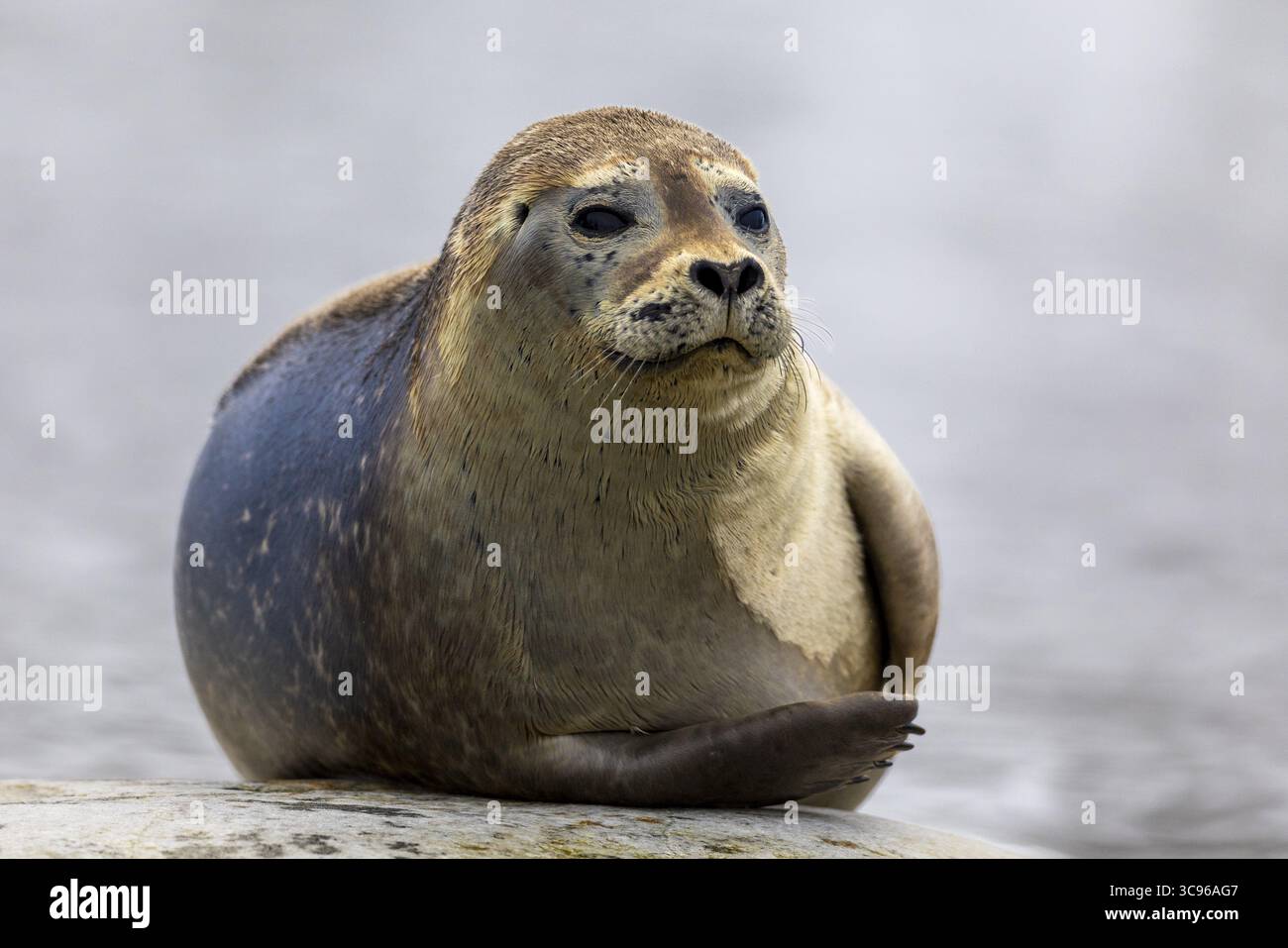 Foca del porto (Phoca vitulina) adagiata su una pietra nell'acqua, mammiferi (Mammalia), Gravnesodden, Spitsbergen, Svalbard Foto Stock