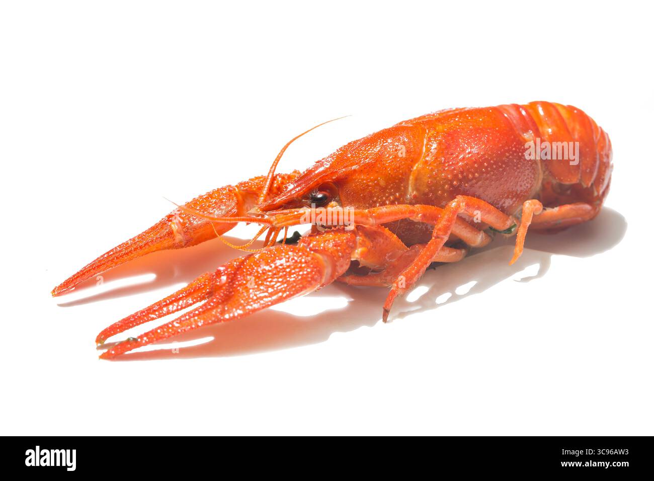 Gamberi rossi appena bolliti isolati su sfondo bianco con ombre. Foto Stock