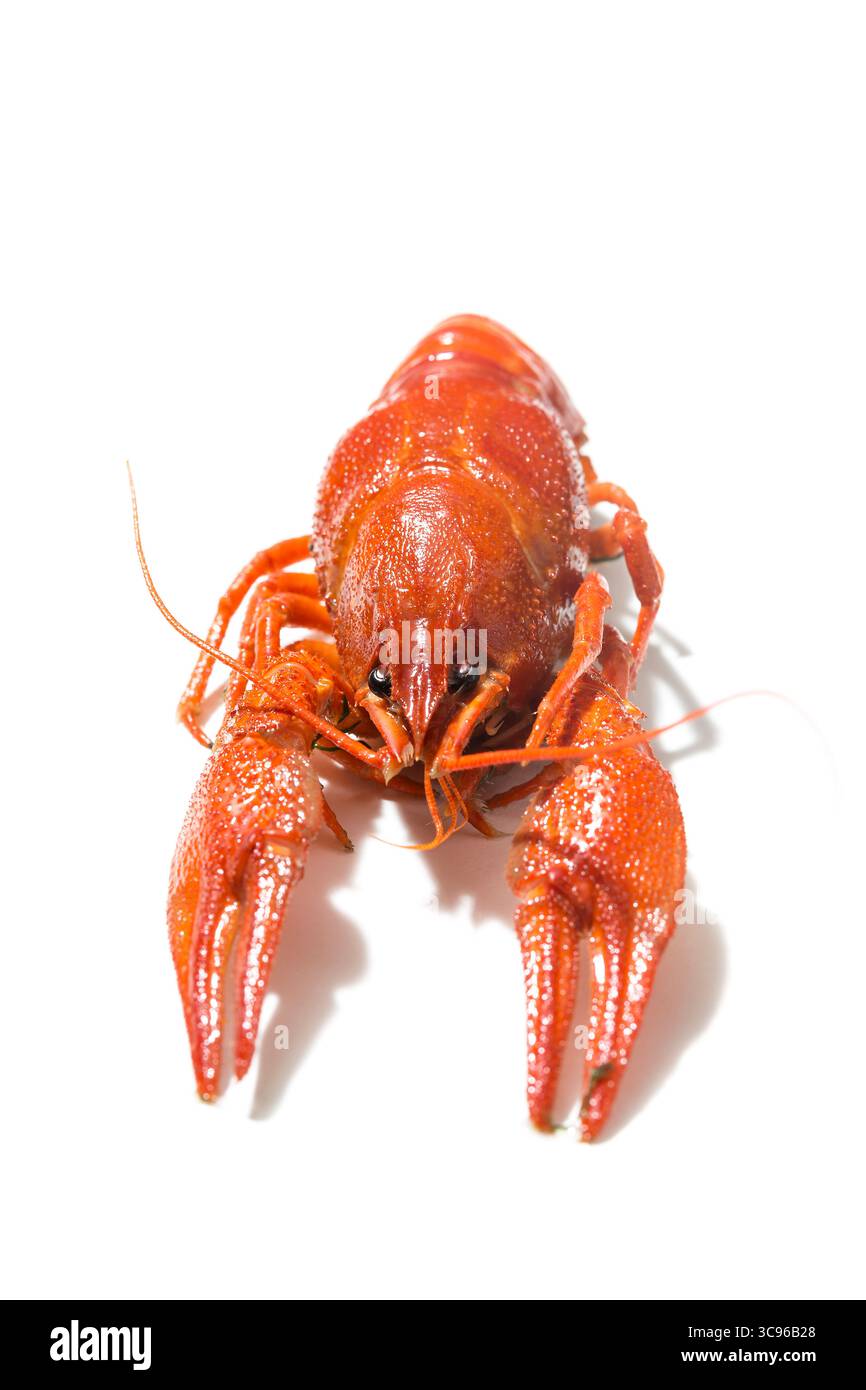 Gamberi rossi appena bolliti isolati su sfondo bianco con ombre. Foto Stock