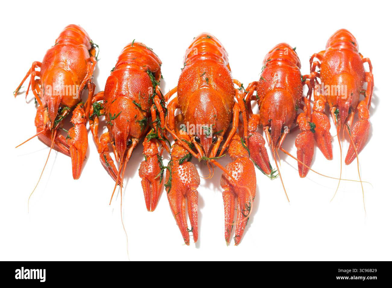 Gamberi rossi appena bolliti in fila con erbe isolate su sfondo bianco con ombre. Foto Stock