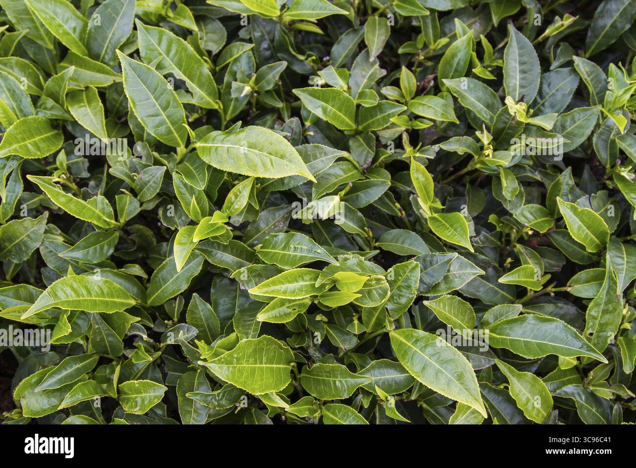 Vista delle vivaci foglie di tè verde, un arazzo di texture e sfumature che creano una rilassante scena naturale, Limuru, contea di Kiambu, Kenya. Foto Stock