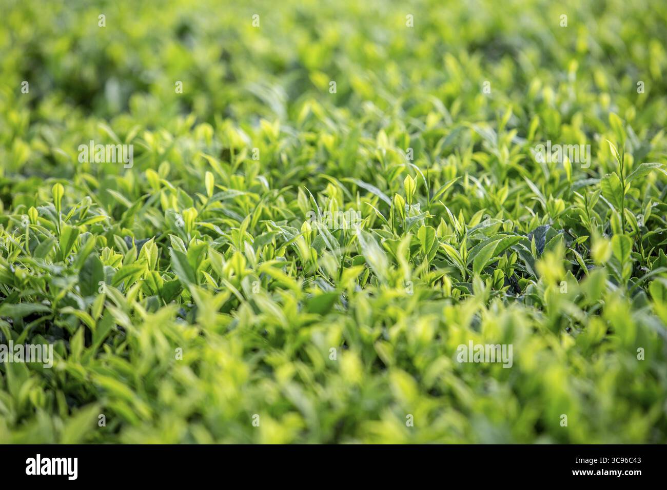 Vista di una distesa verdeggiante di foglie di tè, un arazzo di verde vibrante che si estende attraverso il paesaggio, promettente freschezza e tranquillità, Limuru, contea di Kiambu, Kenya. Foto Stock