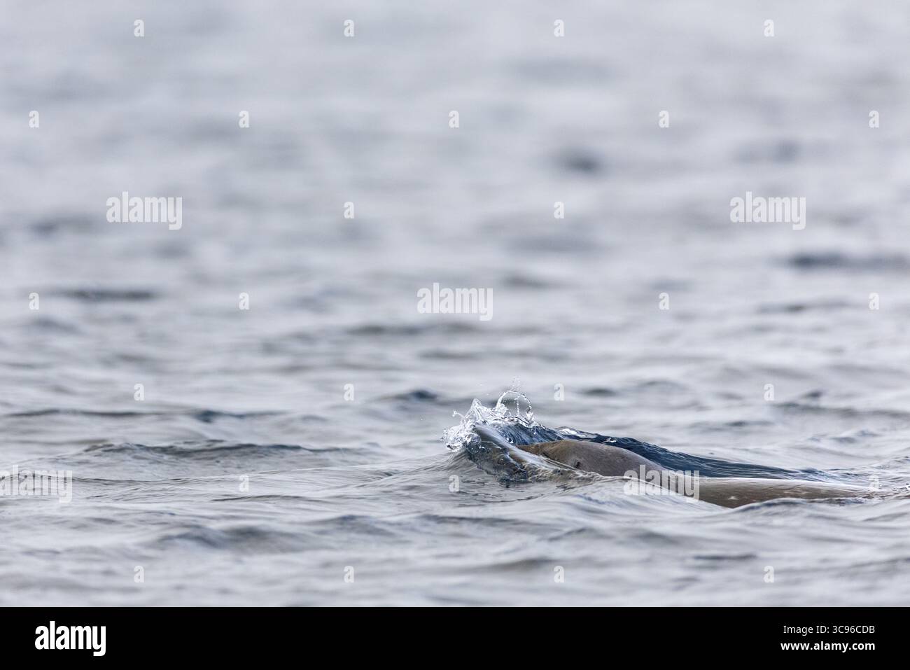 Foca del porto (Phoca vitulina) che nuotano in acqua, mammiferi (Mammalia), Spitsbergen, Svalbard Foto Stock