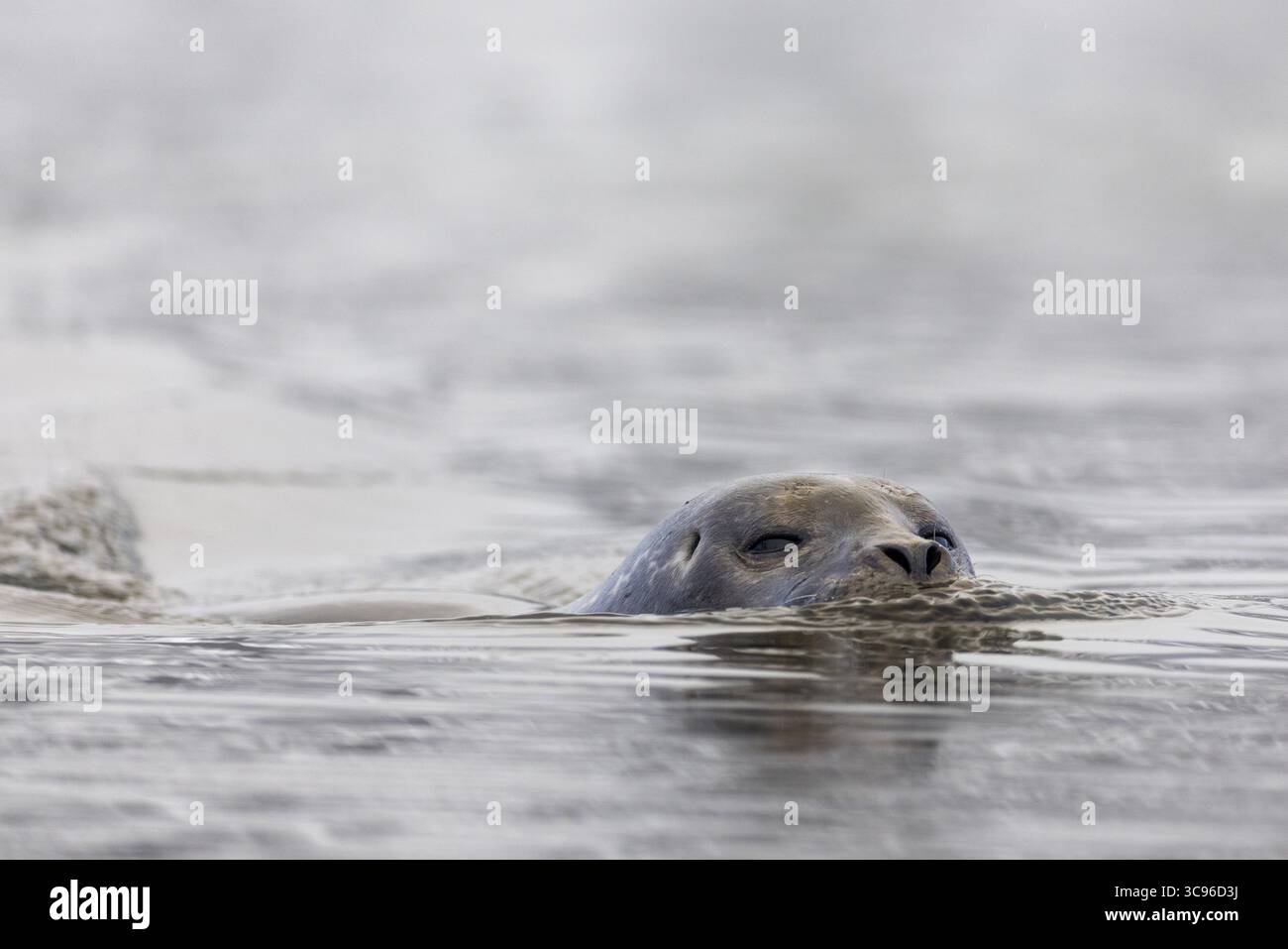 Foca del porto (Phoca vitulina) che nuotano in acqua, mammiferi (Mammalia), Gravnesodden, Spitsbergen, Svalbard Foto Stock