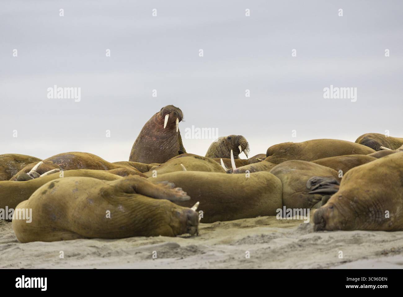 Gruppo di trichechi (Rosmarus arcticus) che si trovano sulla spiaggia, mammiferi (Mammalia), Gravnesodden, Spitsbergen, Svalbard Foto Stock