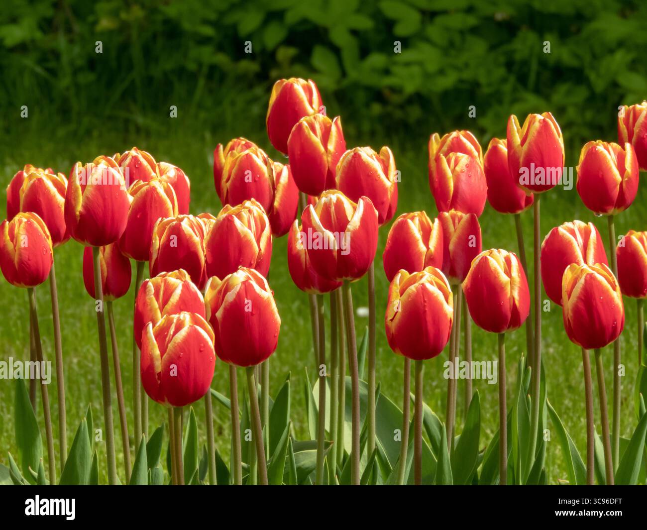 Fila di vivaci tulipani rossi con sorprendenti bordi gialli nel giardino primaverile. Confine con le piante bulbose. Foto Stock