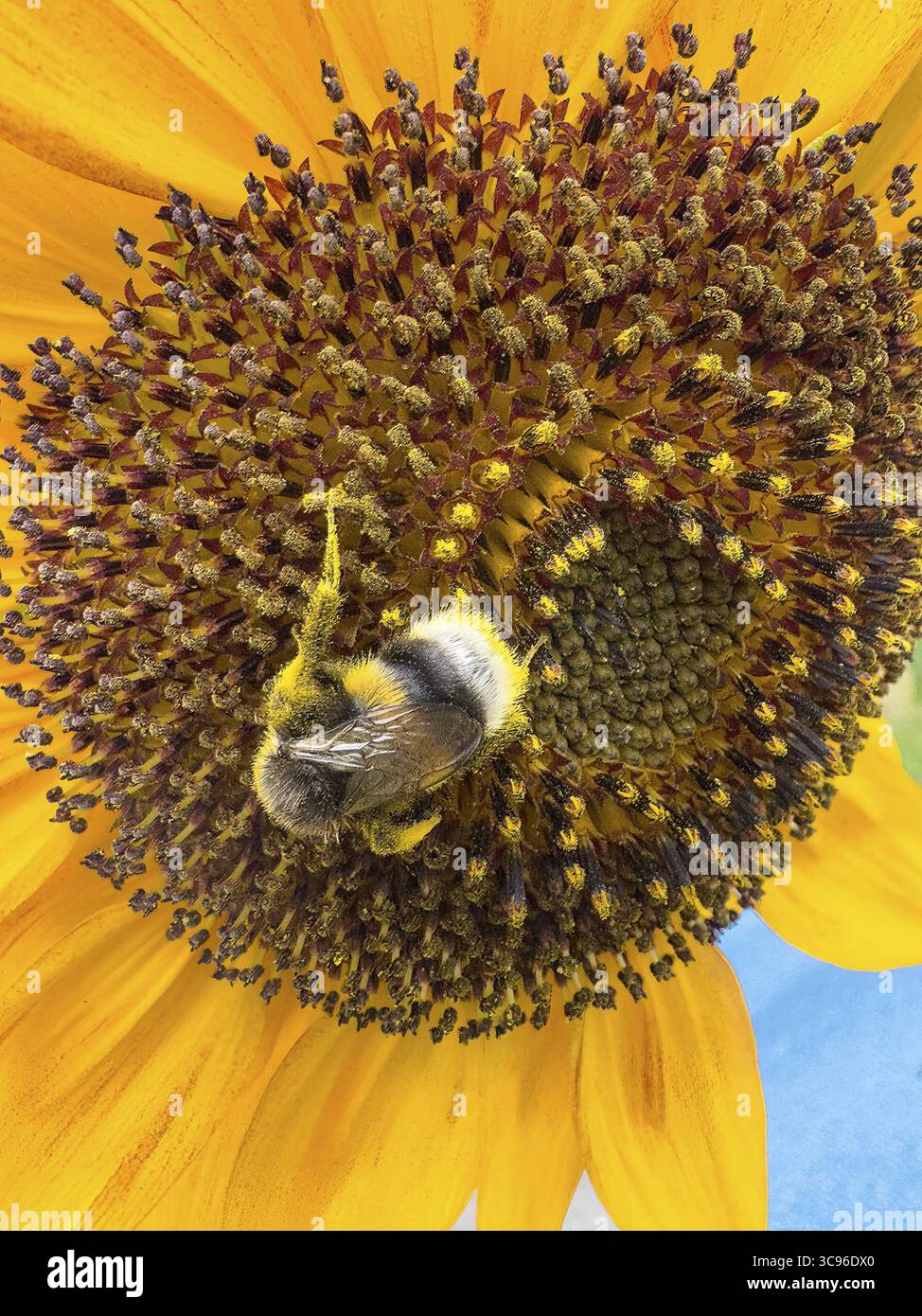 Bumblebee (Bombus) si siede nel fiore di girasole (Helianthus annuus) raccoglie polline e nettare ha polline sul suo corpo per l'impollinazione, Internazionale Foto Stock