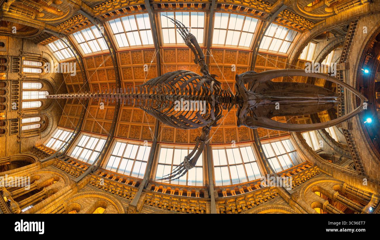 Londra, Inghilterra - novembre 27. 2019: Struttura scheletrica di una balena gigante esposta nel Museo di storia naturale di Londra Foto Stock