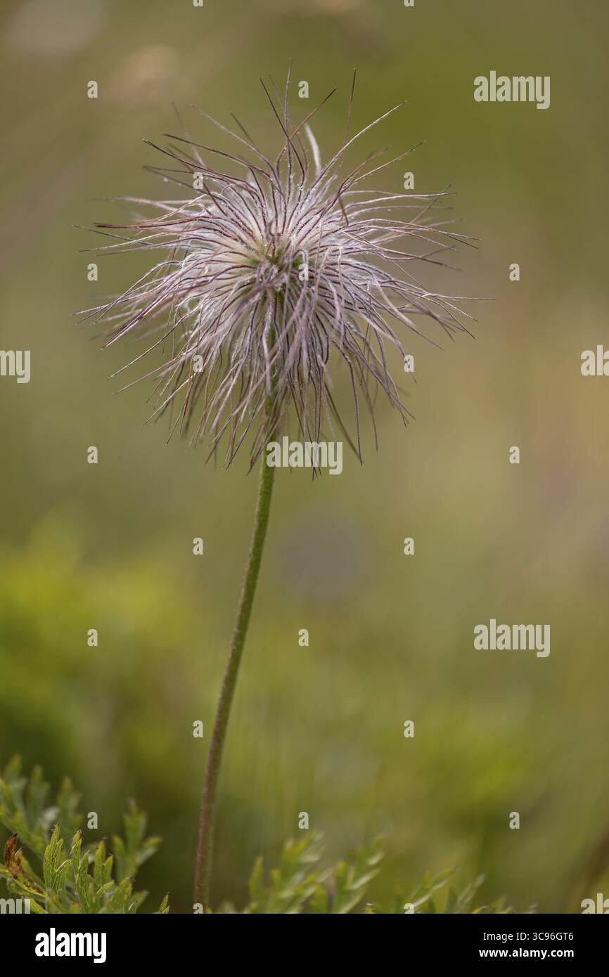Primo piano di un fiore di montagna solitario, fiore pasque alpino sbiadito (Pulsatilla alpina), passo del Grimsel, Alpi centrali, Canton Vallese, Svizzera Foto Stock