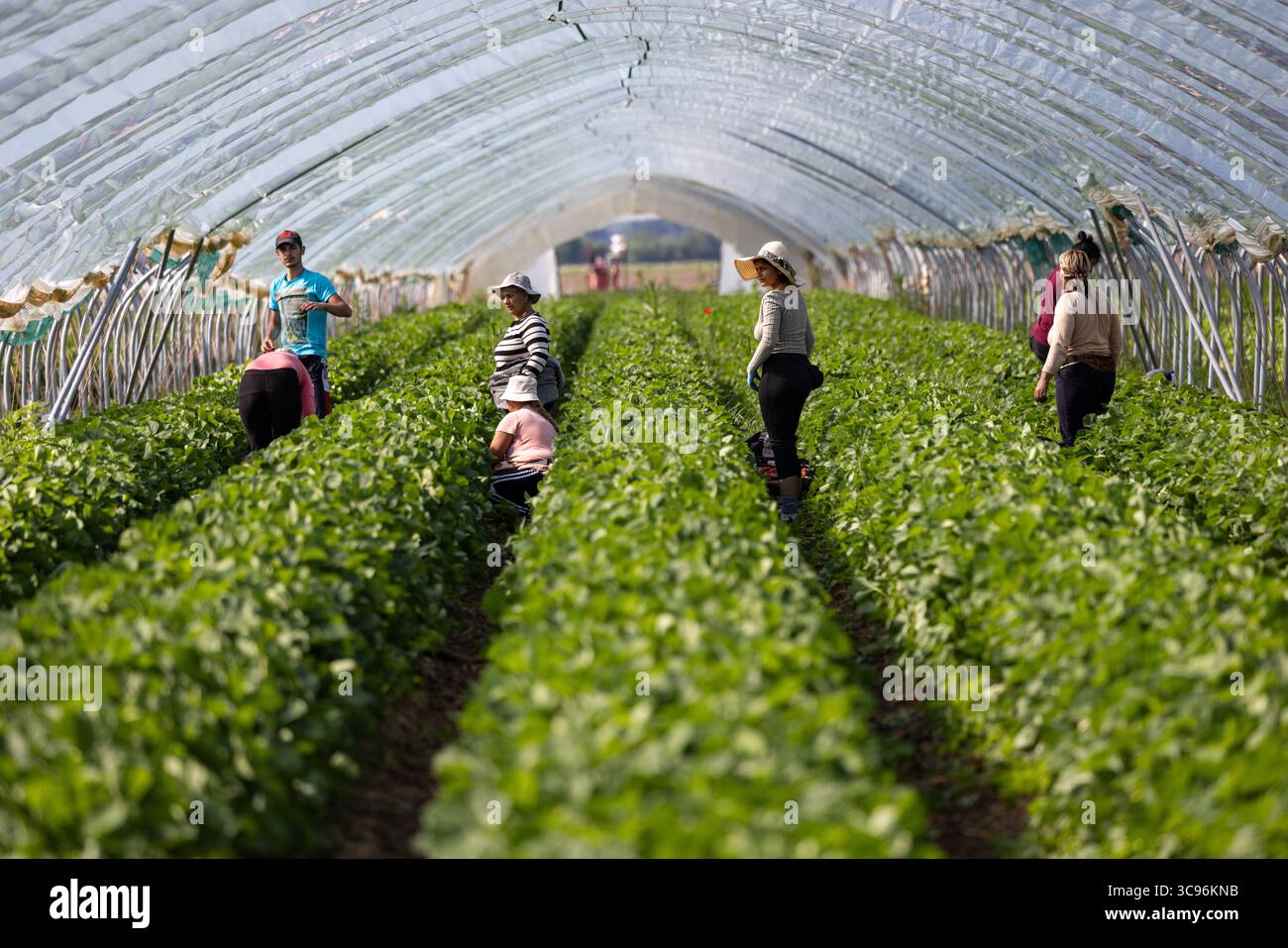 Colmar, Francia - 5 dicembre 2024: Veduta dei contadini che raccolgono le colture sotto il baldacchino traslucido, il vivace verde fogliame che contrasta con il paesaggio soleggiato. Foto Stock