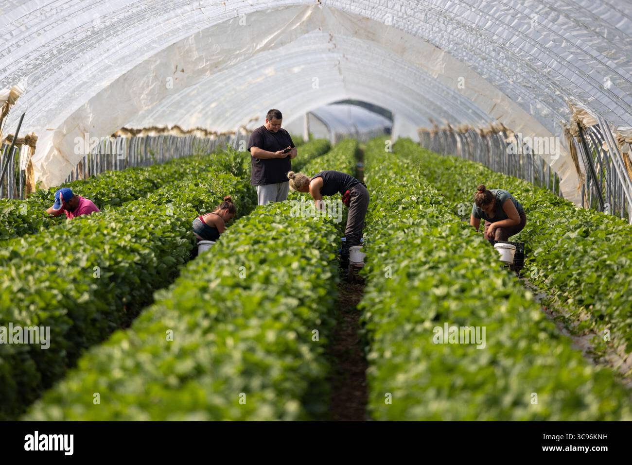 Colmar, Francia - 05 dicembre 2024: Vista dei lavoratori che raccolgono le colture in una serra, verdi vibranti in contrasto con il bianco traslucido della struttura. Foto Stock