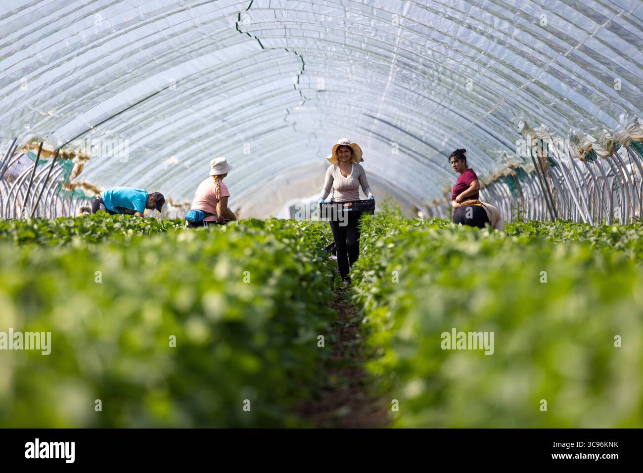 Colmar, Francia - 5 dicembre 2024: Vista dei lavoratori in una serra, che tende alle vivaci piante di fragole verdi sotto il tetto traslucido. Foto Stock