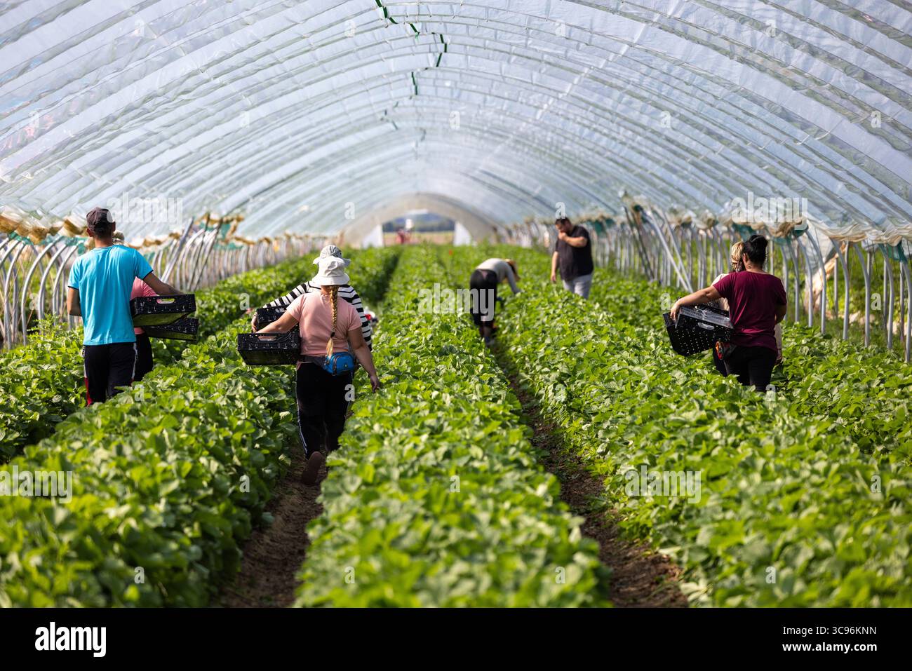 Colmar, Francia - 5 dicembre 2024: Vista dei lavoratori che raccolgono le colture in una vasta serra, le loro sagome incorniciate dal tetto luminoso e traslucido sopra la testa. Foto Stock