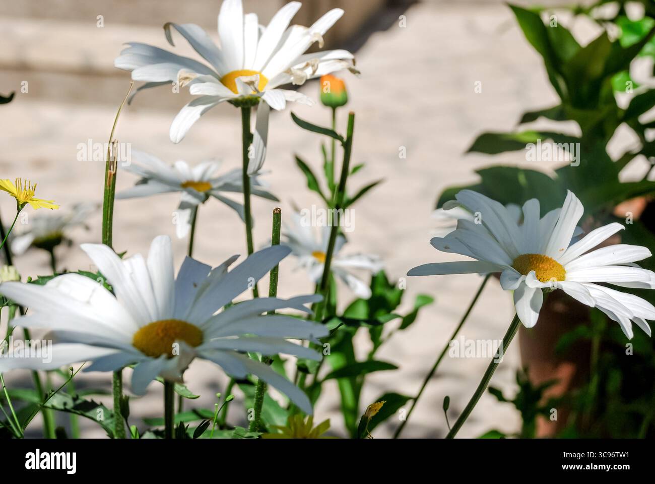 Primo piano di margherite bianche nel giardino illuminato dal sole. Foto Stock