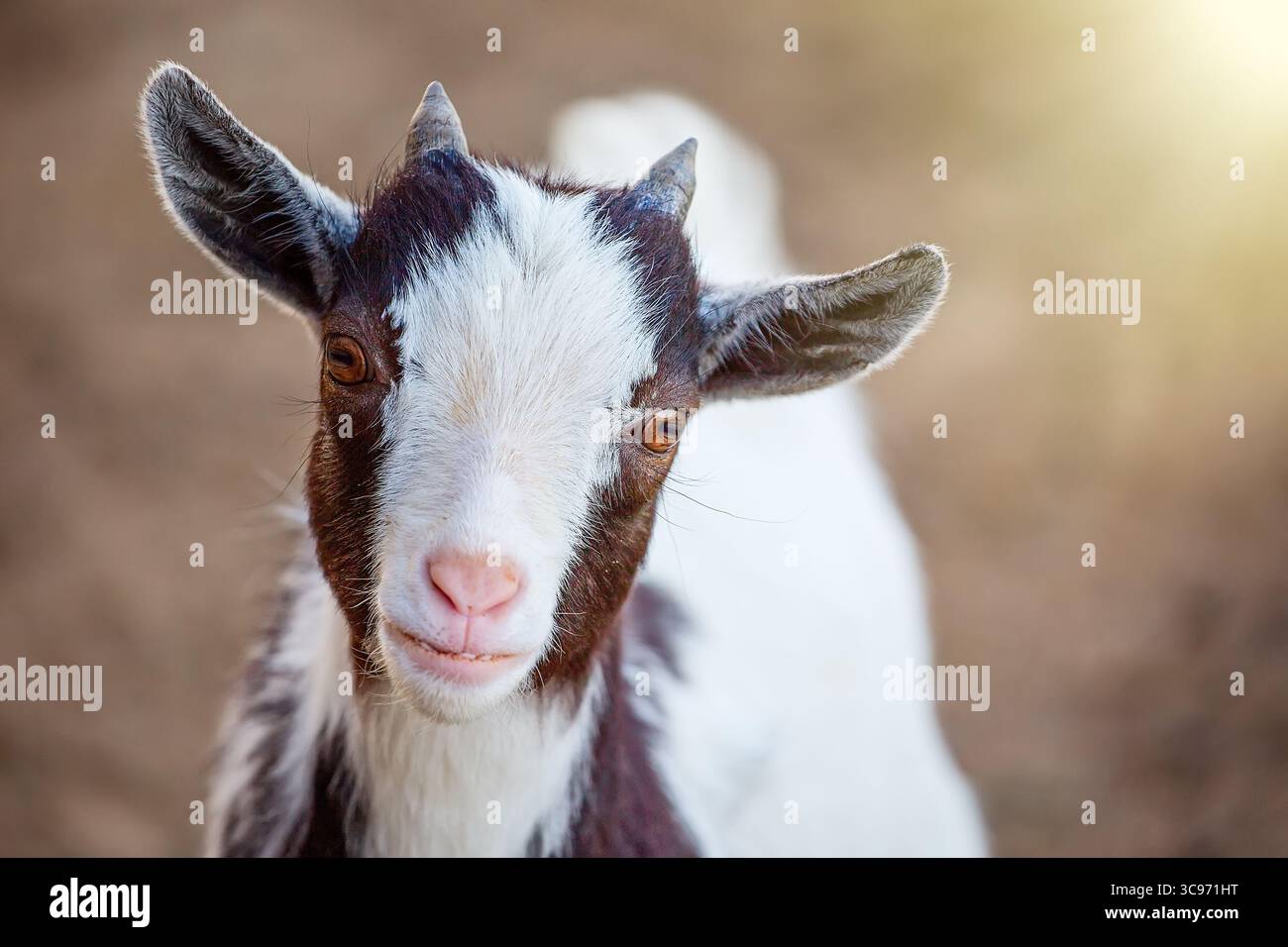 Primo piano ritratto di un simpatico animale caprino camerunese con la luce del sole che guarda la fotocamera. Foto Stock