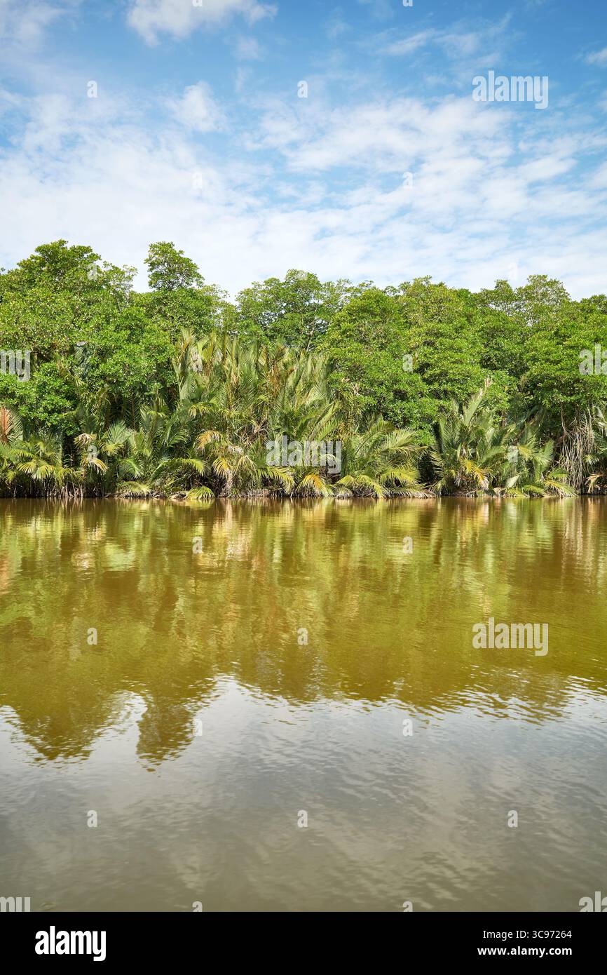 La riva del fiume Brunei è coperta da una fitta foresta tropicale, il Brunei. Foto Stock