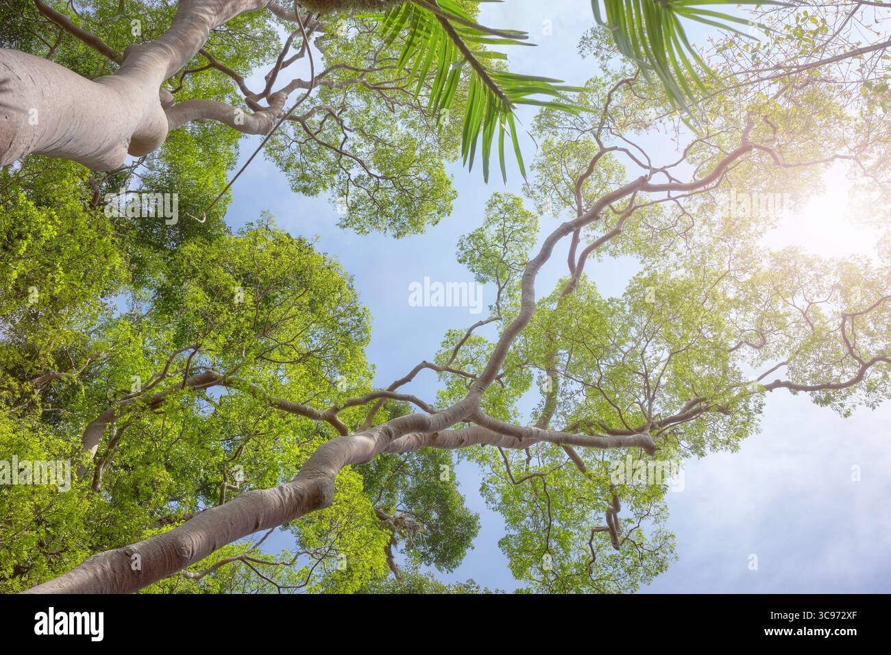 Guardando gli alberi nella foresta pluviale del Borneo, in Malesia. Foto Stock
