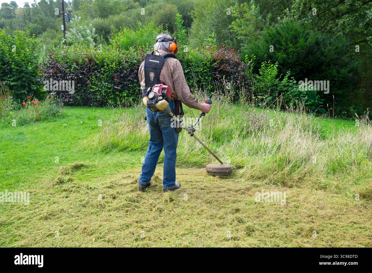 Vista posteriore di un uomo che indossa attrezzature di sicurezza con strimmer a benzina che strimming l'erba lunga del prato del giardino domestico in agosto Galles Regno Unito KATHY DEWITT Foto Stock