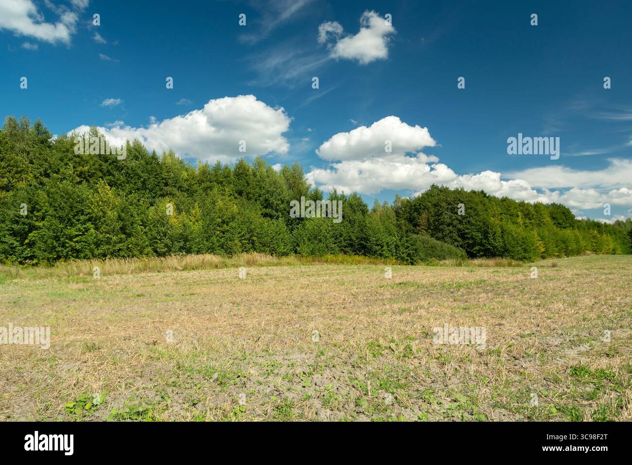 Campo di stoppie con foresta verde e nuvole bianche nel cielo blu, vista di sole giornate a Wolka Czulczycka, nella Polonia orientale Foto Stock
