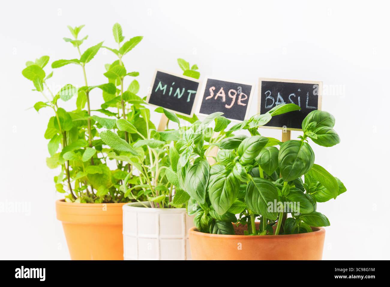 Tre vasi mostrano una vivace collezione di erbe fresche, tra cui menta, salvia e basilico, ciascuna etichettata con piccole lavagne, perfetta per l'uso culinario. Foto Stock
