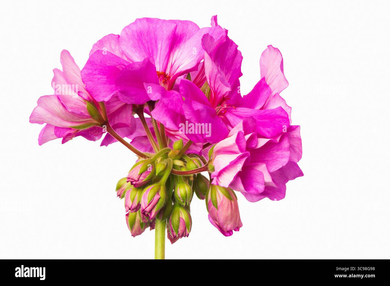 Un gruppo di vibranti fiori di geranio rosa mostra i loro delicati petali a strati e le fresche gemme verdi, creando un fascino visivo sorprendente contro un W Foto Stock