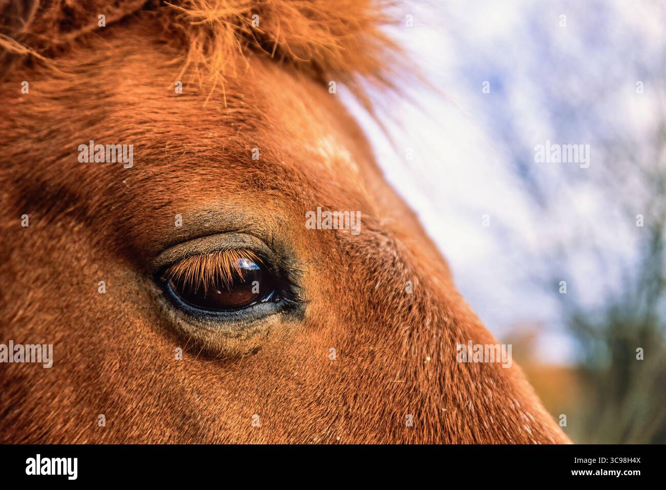 Primo piano ad un occhio su un cavallo marrone Foto Stock