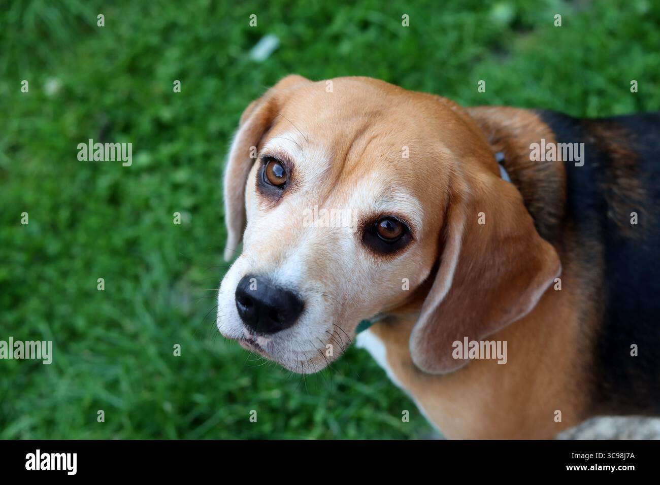 Ritratto del cane beagle su sfondo verde. Messa a fuoco selettiva. Foto Stock