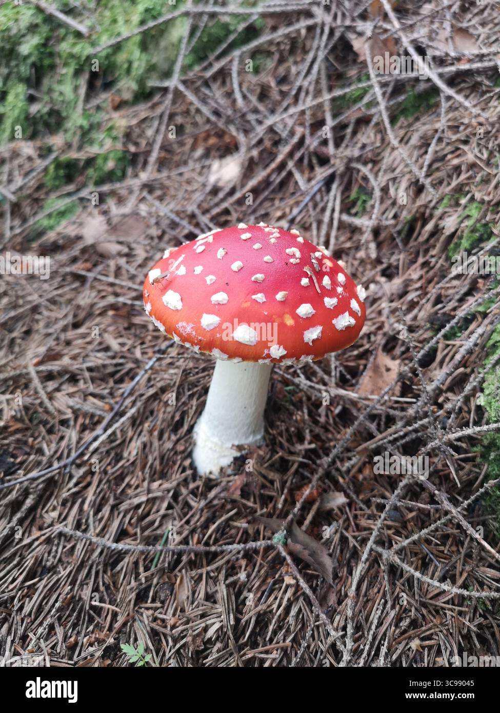 Amanita muscaria, comunemente nota come fly agaric o fly amanita, è un fungo basidiomycete del genere Amanita. Foto scattata a Cairngorms. - Immagine stock catturata con smartphone