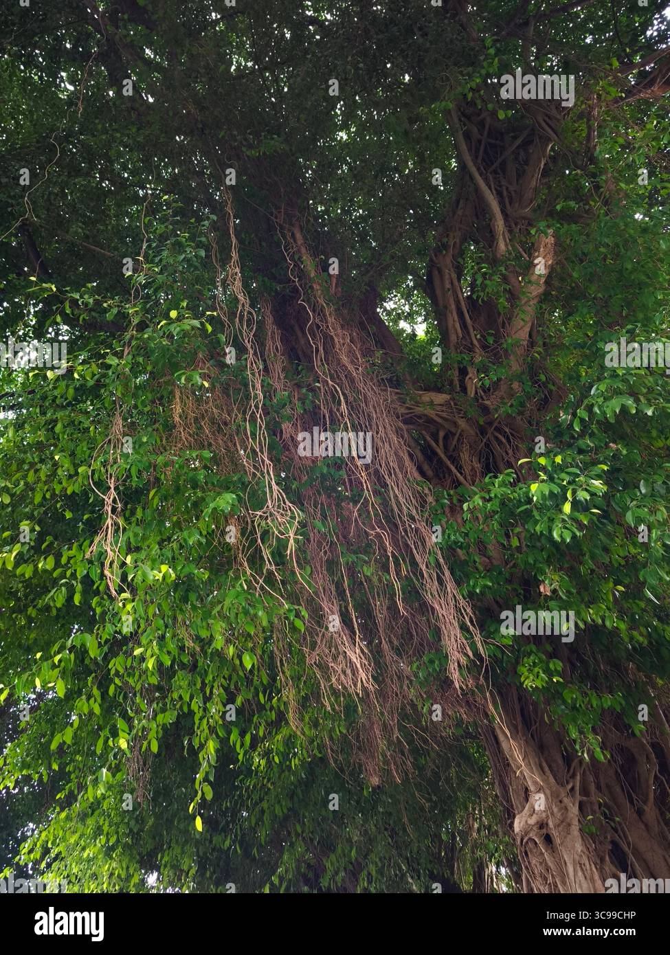Fili di tendini di banyan appesi tra le foglie Foto Stock