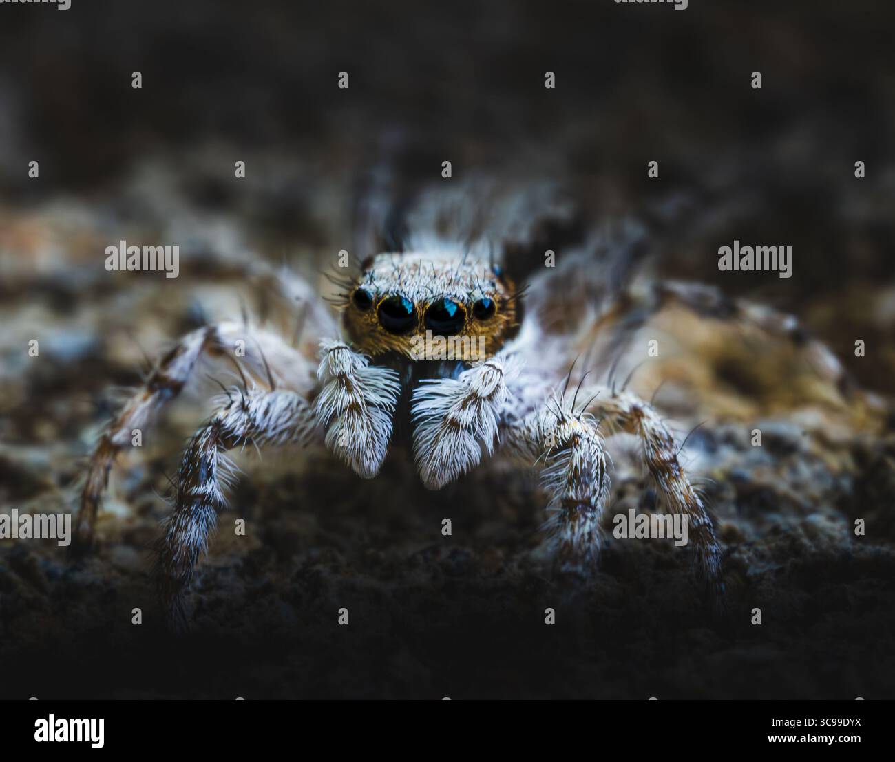 Primo piano estremo di un ragno che salta con occhi neri brillanti e gambe pelose. La trama dettagliata, l'illuminazione e la bassa profondità di campo Foto Stock