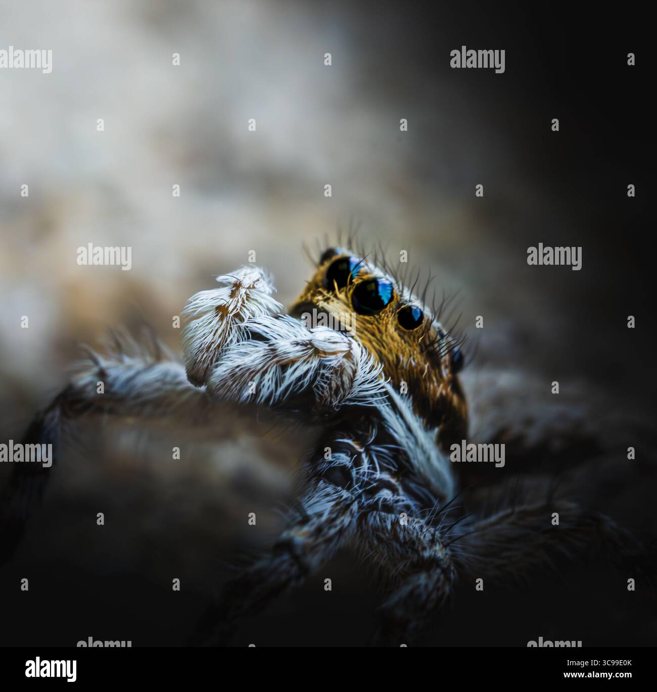 Primo piano estremo di un ragno che salta con occhi neri brillanti e gambe pelose. La trama dettagliata, l'illuminazione e la bassa profondità di campo Foto Stock
