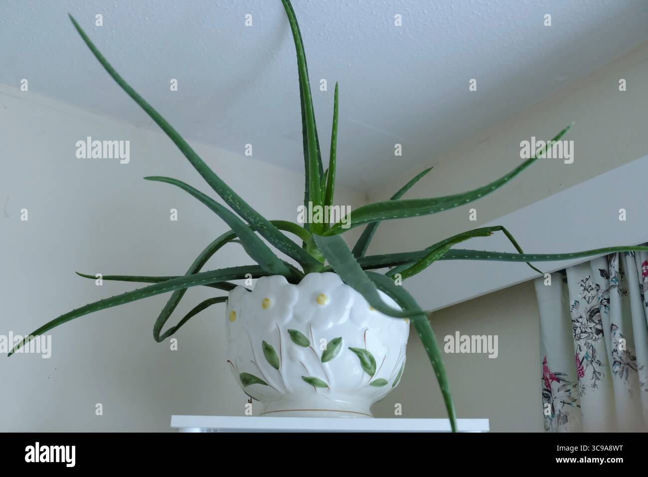Grande pianta per casa di Aloe vera in un vaso decorativo in ceramica con design a foglia, che cresce all'interno vicino a una finestra. Foto Stock